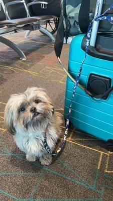 Kramer with a nice flowing haircut on vacation 1 week before his Petco visit.