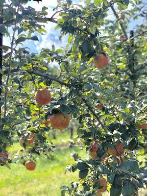 Fresh apples