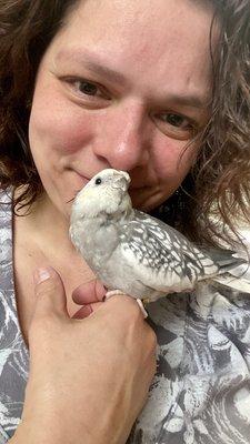 My youngest beautimous Pearl whiteface, yellow face, split pied split creamino baby boy who has no name yet.