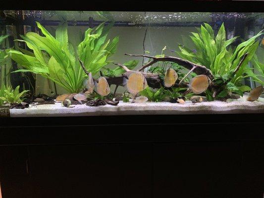 Planted discus tank