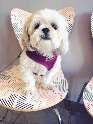 #marzipanthemaltzu waiting for her Heartworm test results in the waiting area.