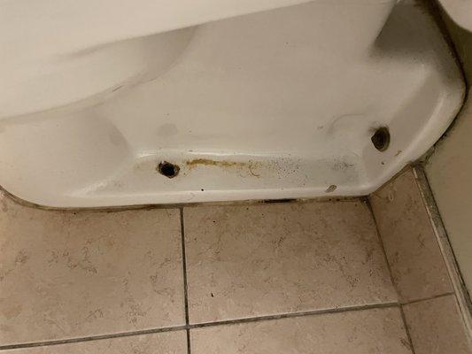 Bugs on the toilet