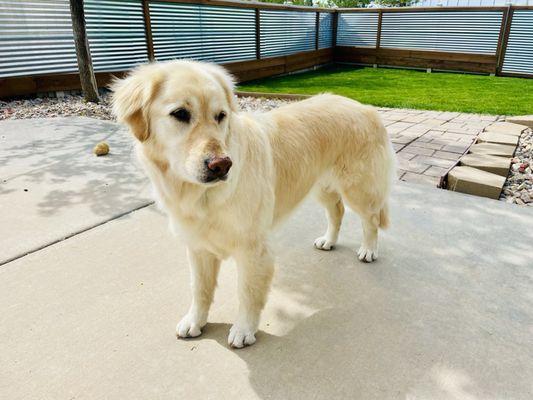 Golden Retriever with pretty much all of her winter coat gone after one time at groomers!