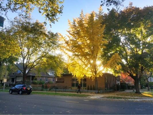 Autumn tree in front of school