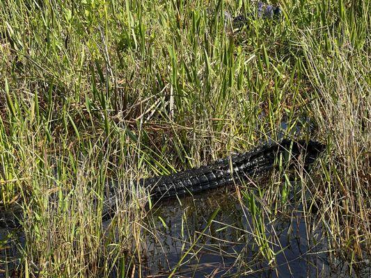 Female alligator