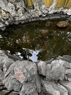 Fish are in the pond.