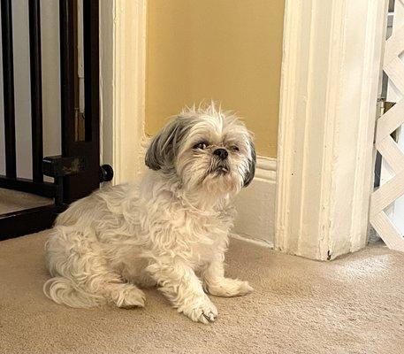 Brandy, my sweet "Old Gal" 14 years old. Still moves like a puppy