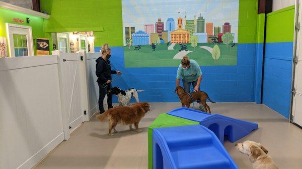 Staff receiving training for how to safely group dogs and move them around the facility