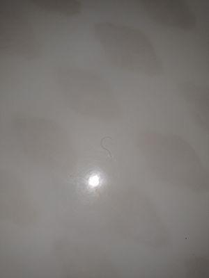 Zoom in.......pubic hair in bathtub