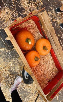 Found our pumpkins