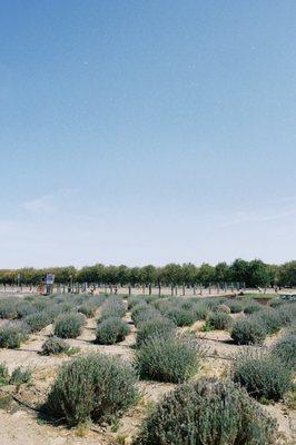 The lavender bushes