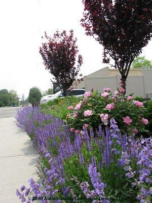 A commercial landscape in Fairfield CT, designed and installed by our crews.