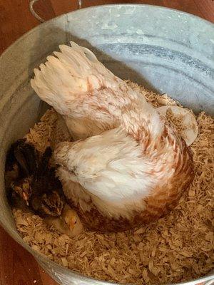 Chicks with their new mama hen!