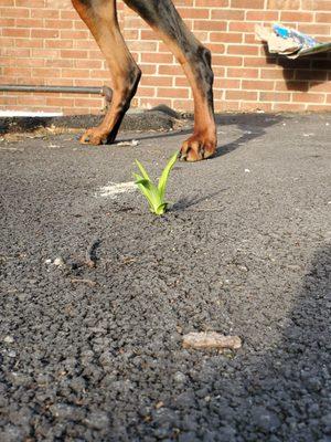 Vegetation growing through the asphalt at 8 months.