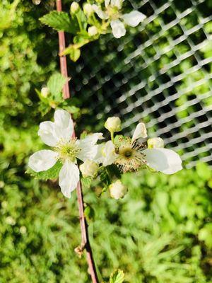 Flowers early May, 2022 --Saw-Tooth Blackberry