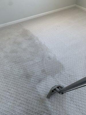 Pattern carpet cleaning up nicely