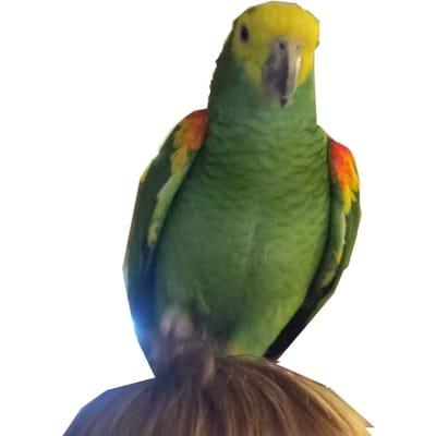 This is my signature photo.  The parrot on my head is Penny, my mom's slightly crazy best bird buddy.