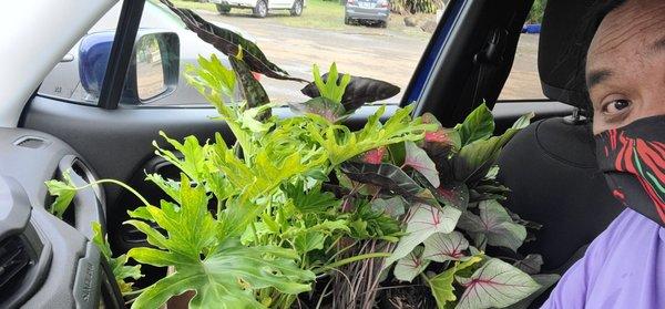 Lunchtime monstera, calathea, and philodendron haul.