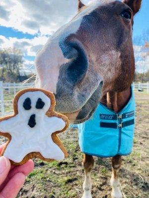 Horse cookies