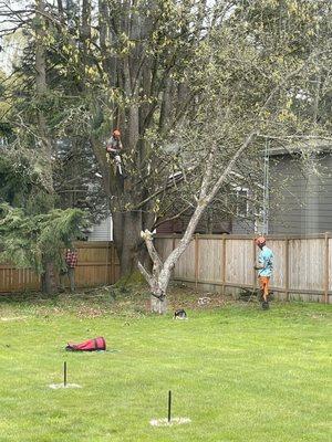 Removing dead branches.