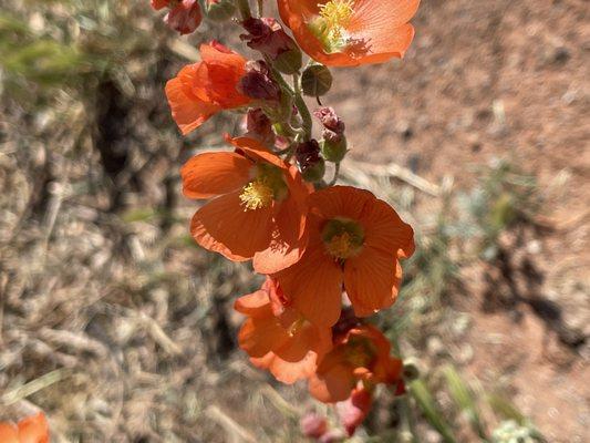 This beautiful desert mallow was blooming everywhere in May 2021