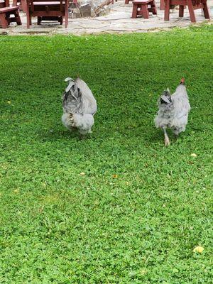 Two little rascles! Beautiful, though!