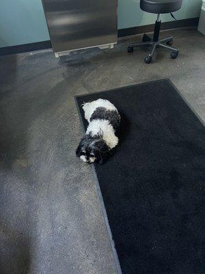 My dog laying on the office floor at Dogwood