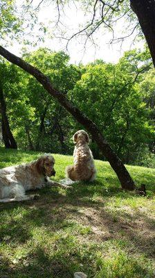 Spring time with Z & C...Luv these 2 litter mates.