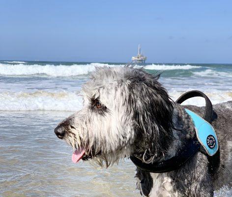 My boy enjoying Huntington Dog Beach.