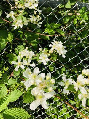 Flowers on the fence early May, 2022 --Saw-Tooth Blackberry