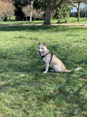 Pizza loves the dog park!