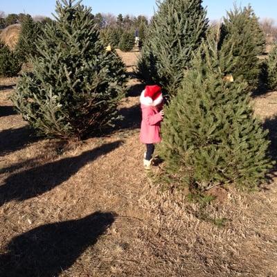 Picking out our tree