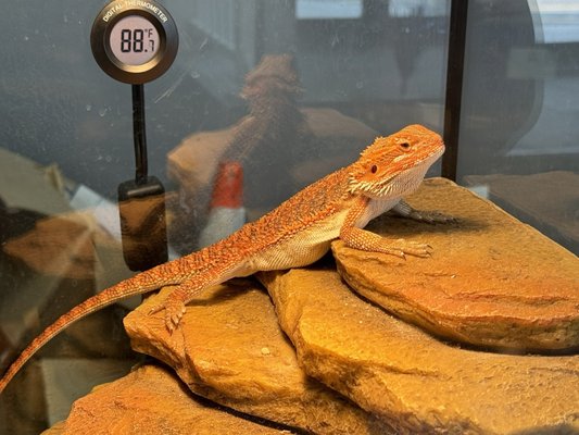 They have two bearded dragons in the front lobby that look so beautiful and healthy.