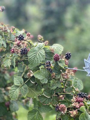 Graysmarsh Berry Farm