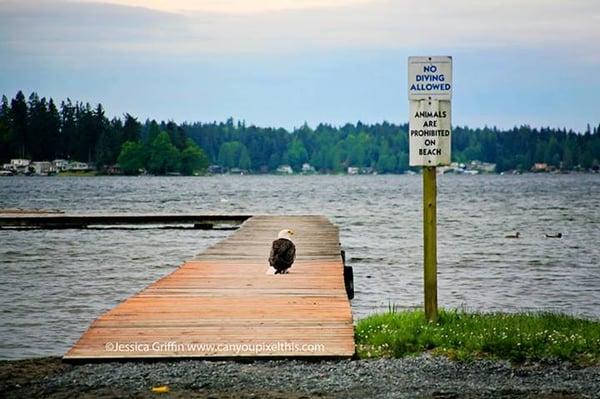 An Eagle on the docks at Lake Goodwin.