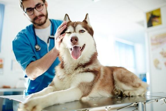 After Hours Veterinary Emergency Clinic