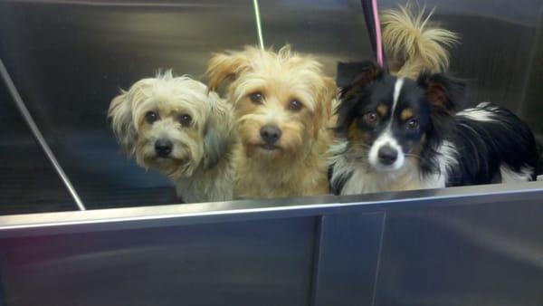 Snickers, Fonzie and Truffles waiting for their spa experience