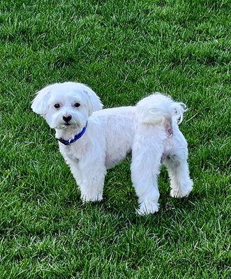 Thanks for the great groom, Eun! #KoreanDogCare