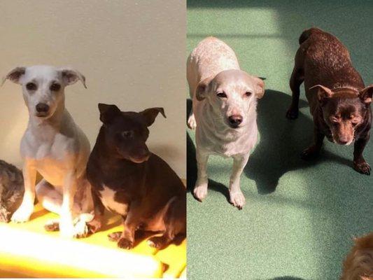 Ava and Atlas at daycare. 1st picture about 5 years ago and 2nd picture about 1 month ago.