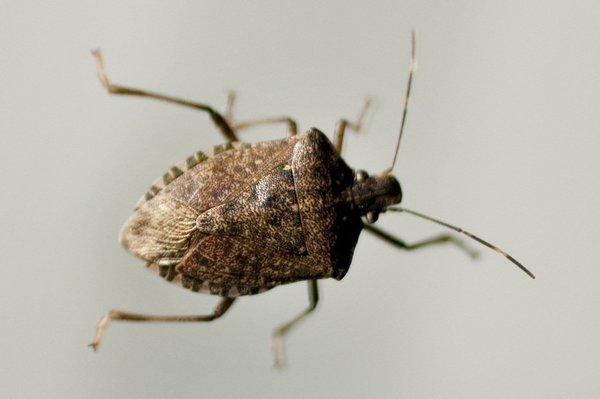 Halyomorpha halys - Better known as the "Stink Bug"