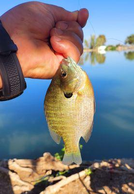 A Bluegill