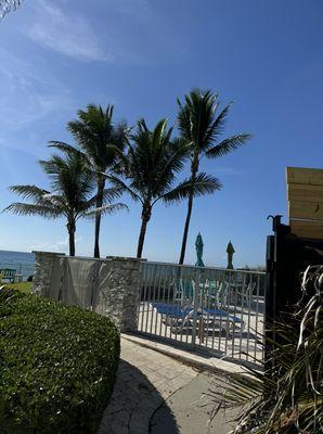 Coconut palm trees Trimming