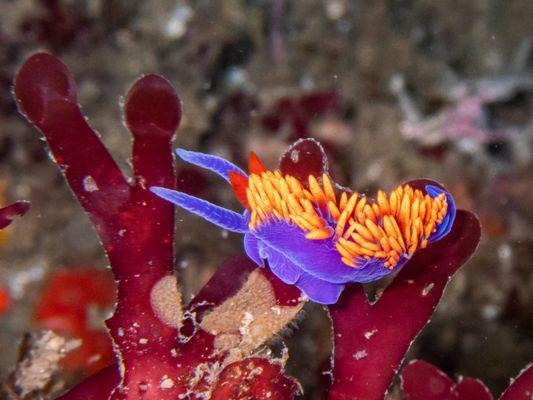 Spanish shawl nudibranch on red algae