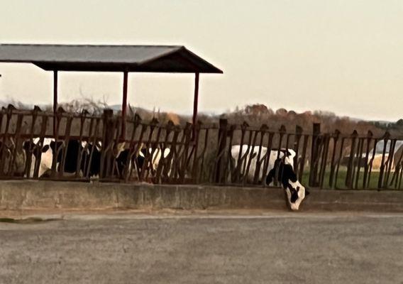 The resident cows, thank you for your service!!