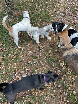 Pups loving the outdoors