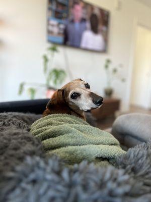 Portland Dachshund Rescue