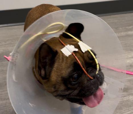 Max in the Hospital after surgery with feeding and oxygen tubes to make his recovery easier.