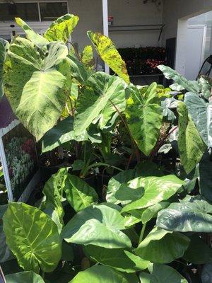 Elephant ears back in June.