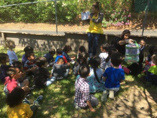 Bye Bye Butterflies! Learning  life cycle of a butterfly.