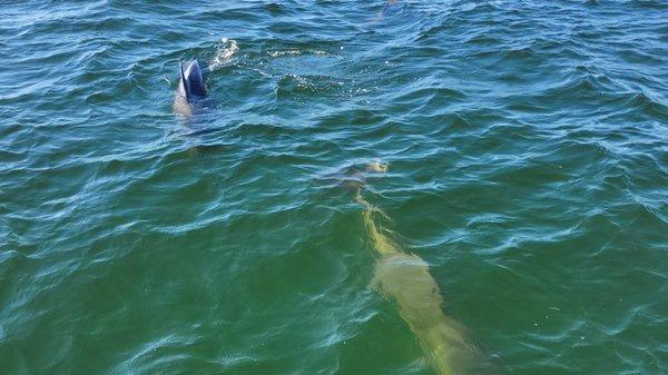 Dolphins coming right towards our boat